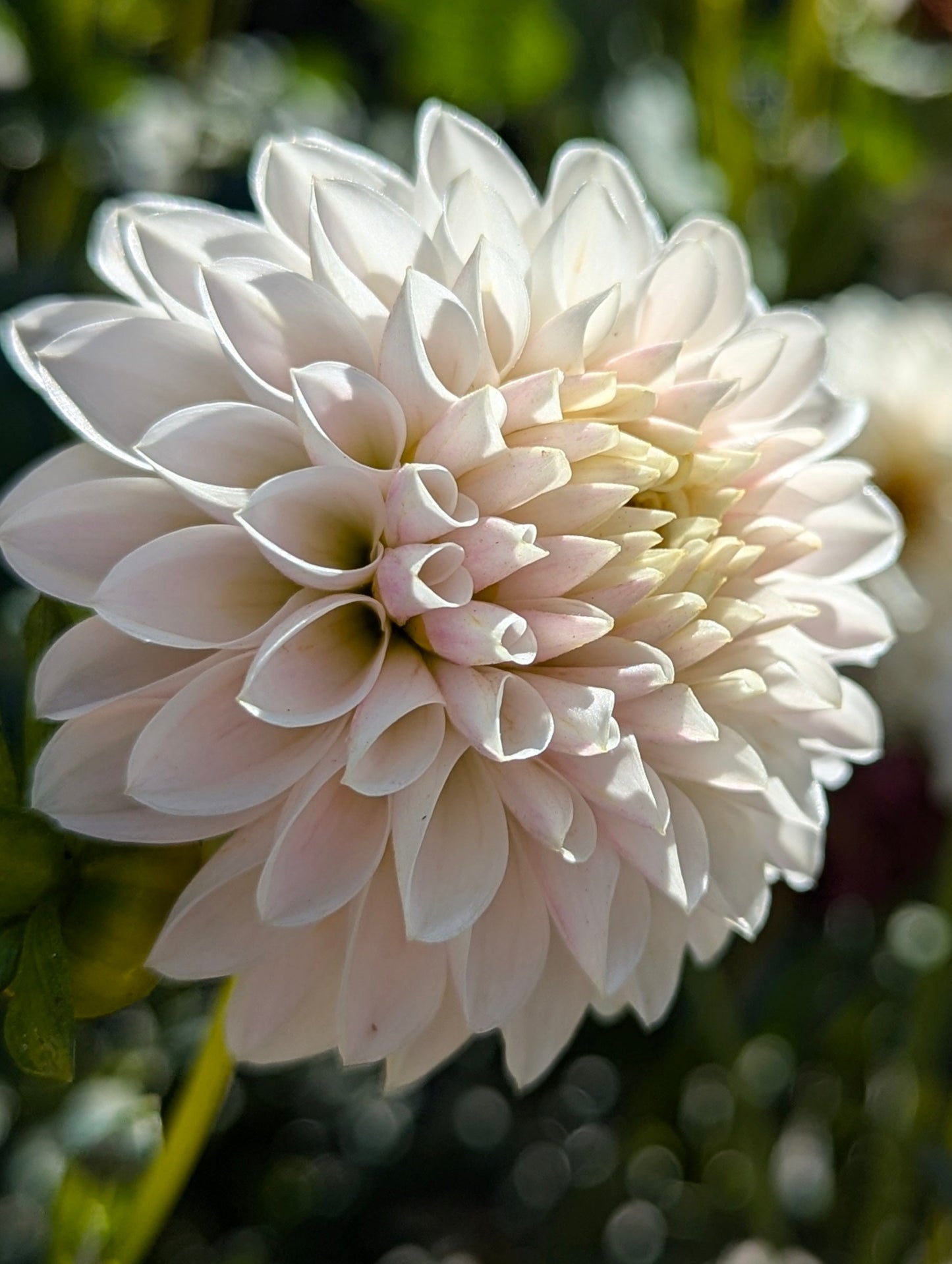 Tahoma Kelli