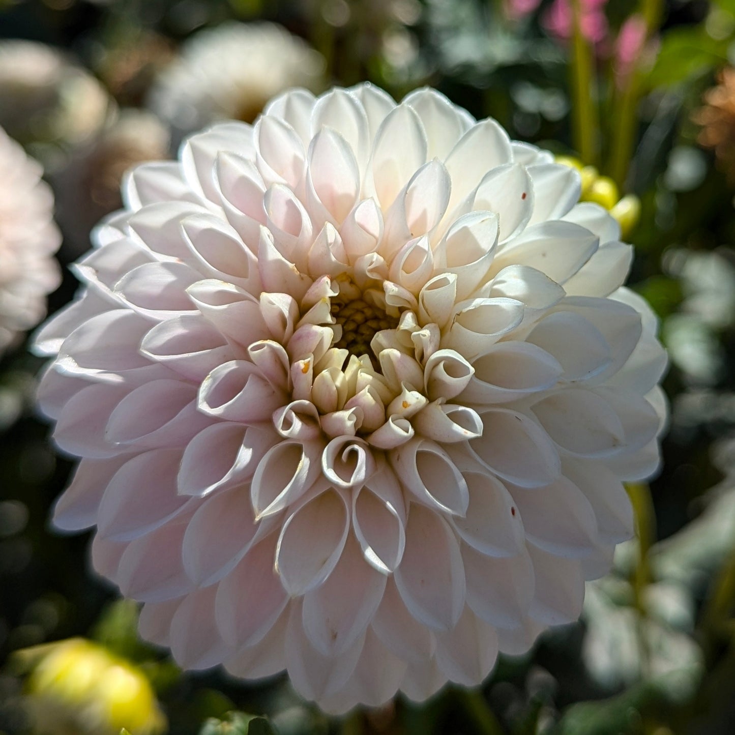 Tahoma Kelli