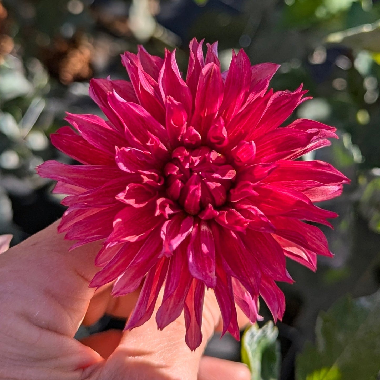 Vista Minnie