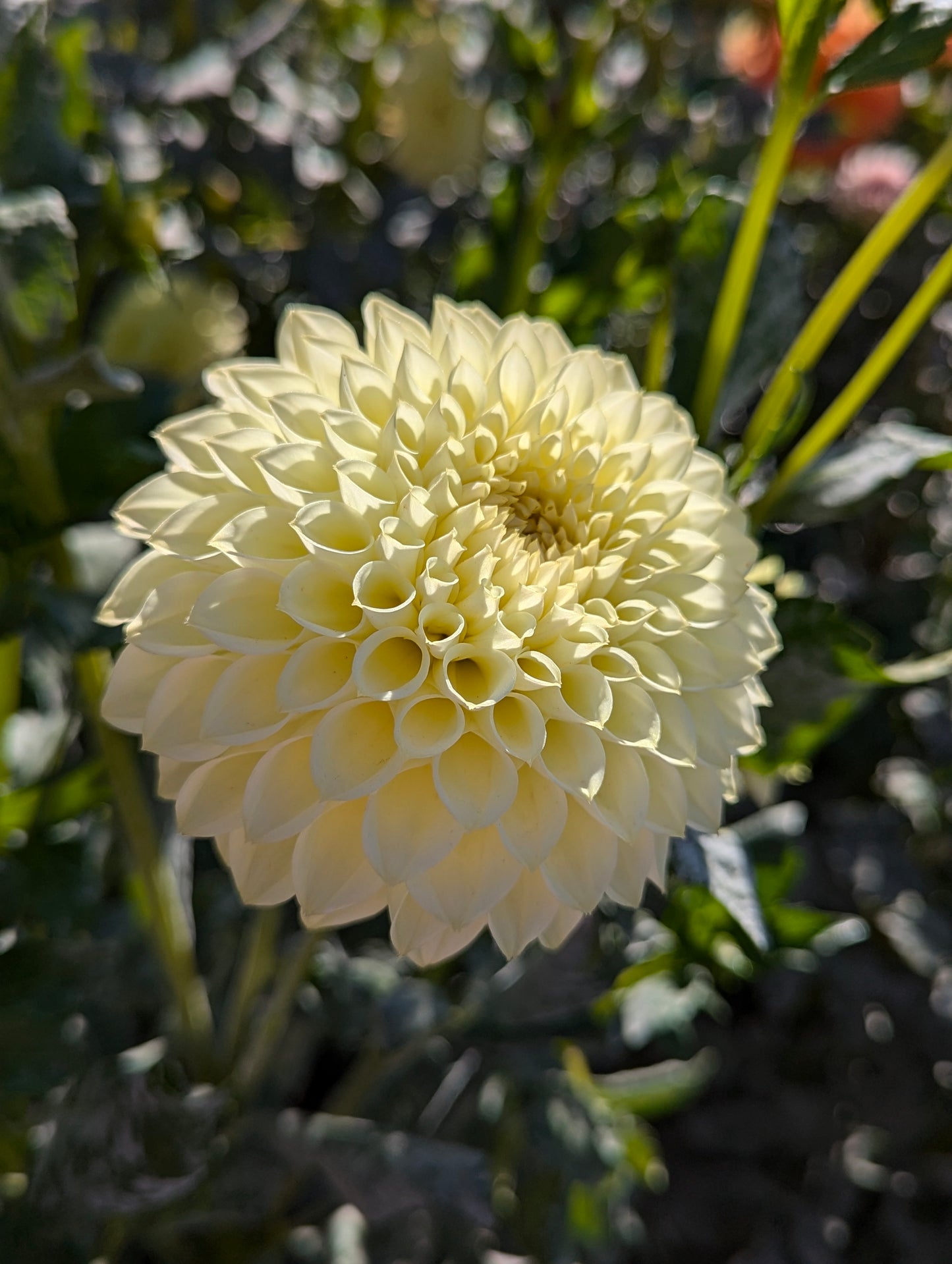 Winholme Diane