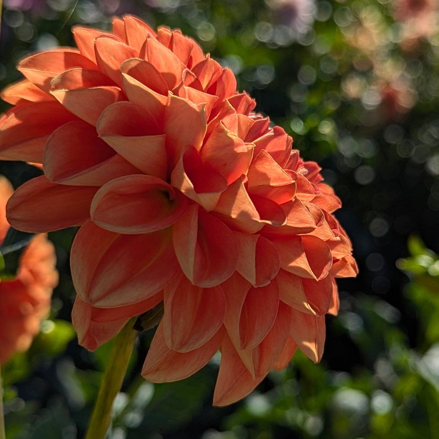 Orange Symphony