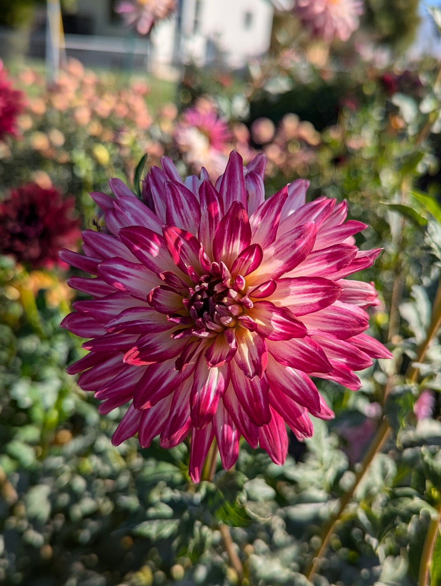 Hollyhill Starburst