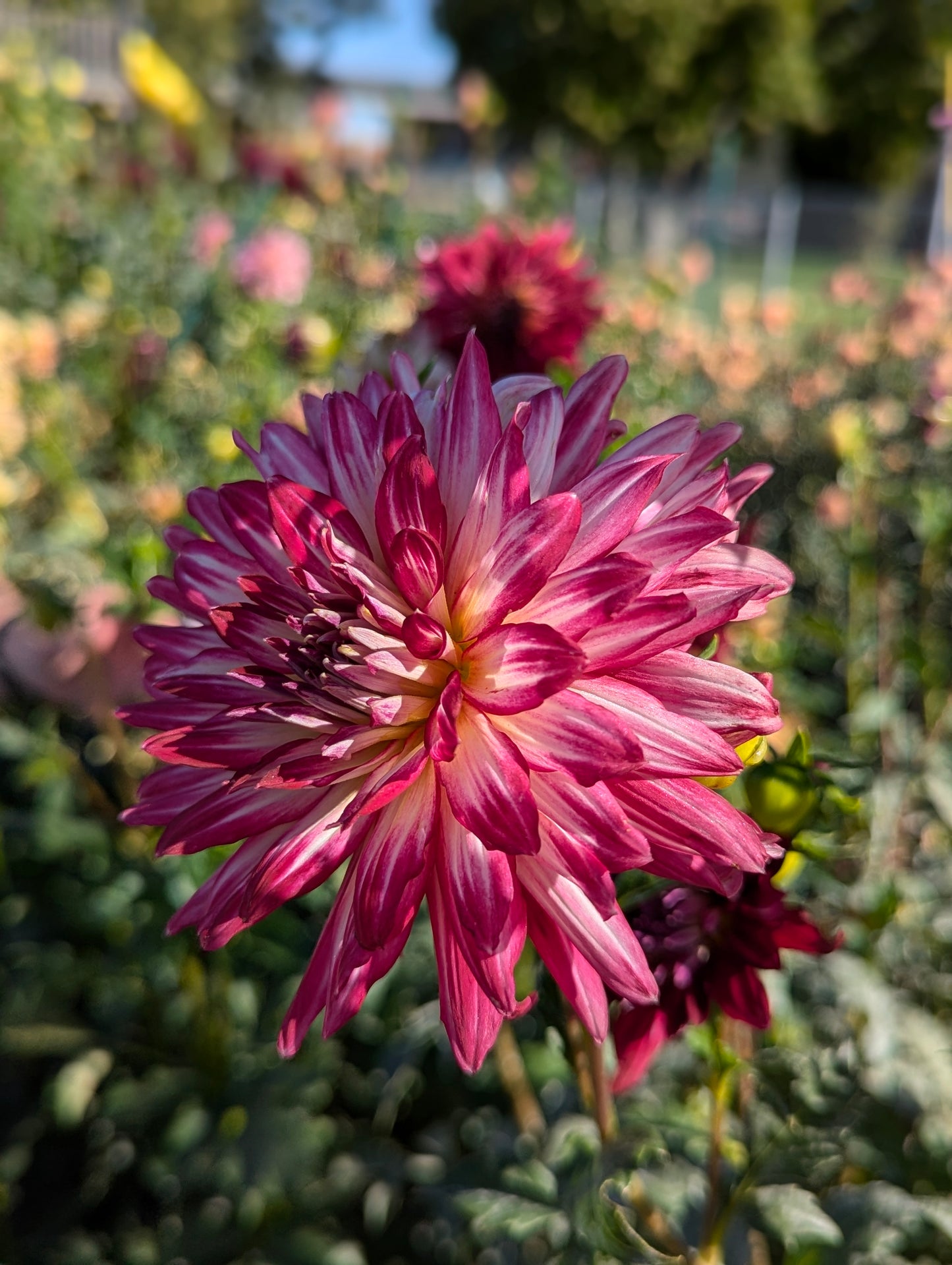 Hollyhill Starburst