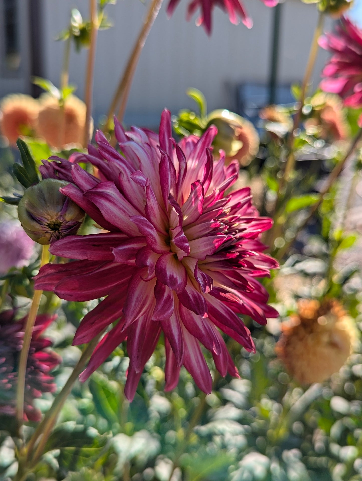 Hollyhill Starburst