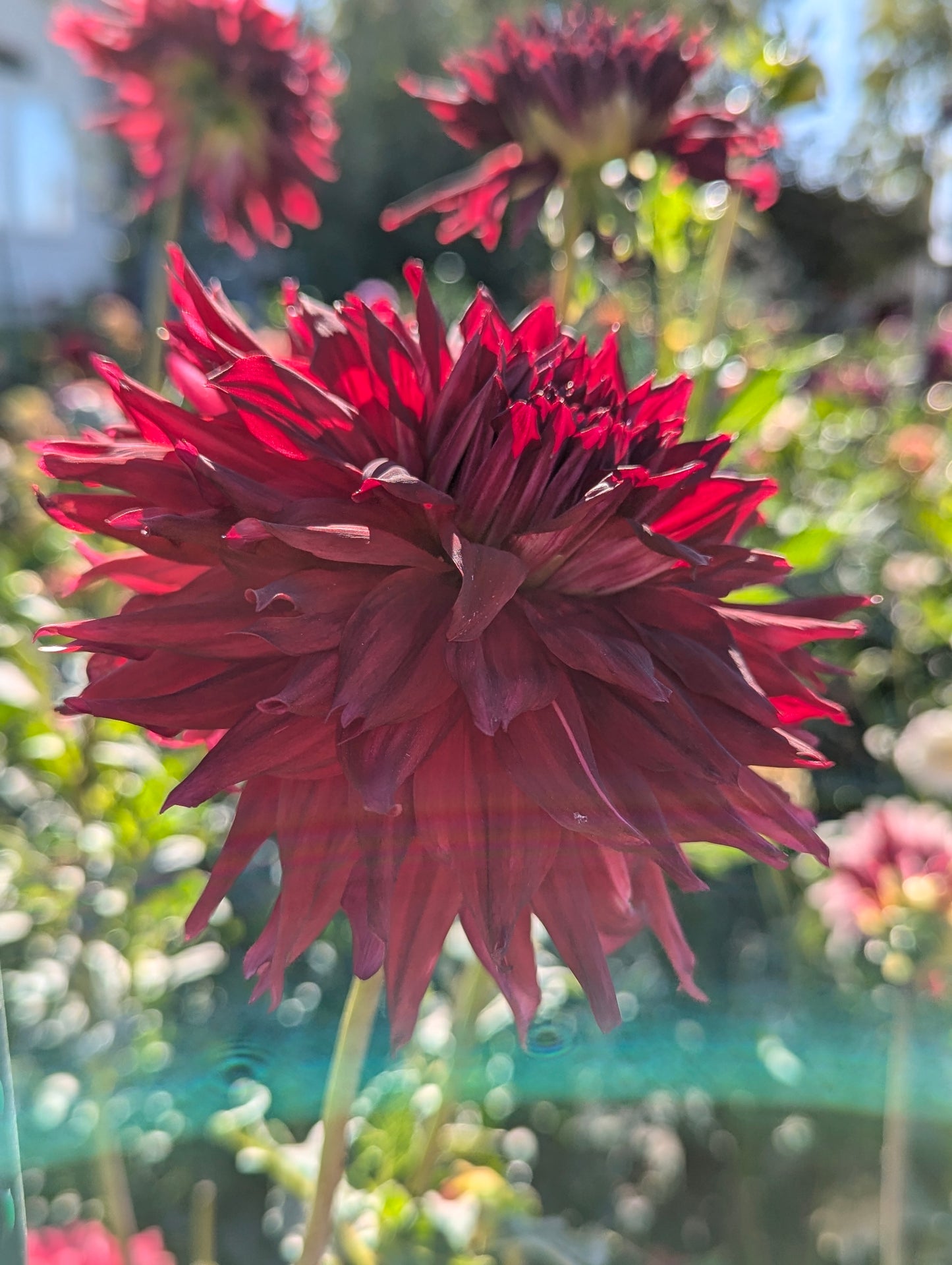 Bloomquist Quill