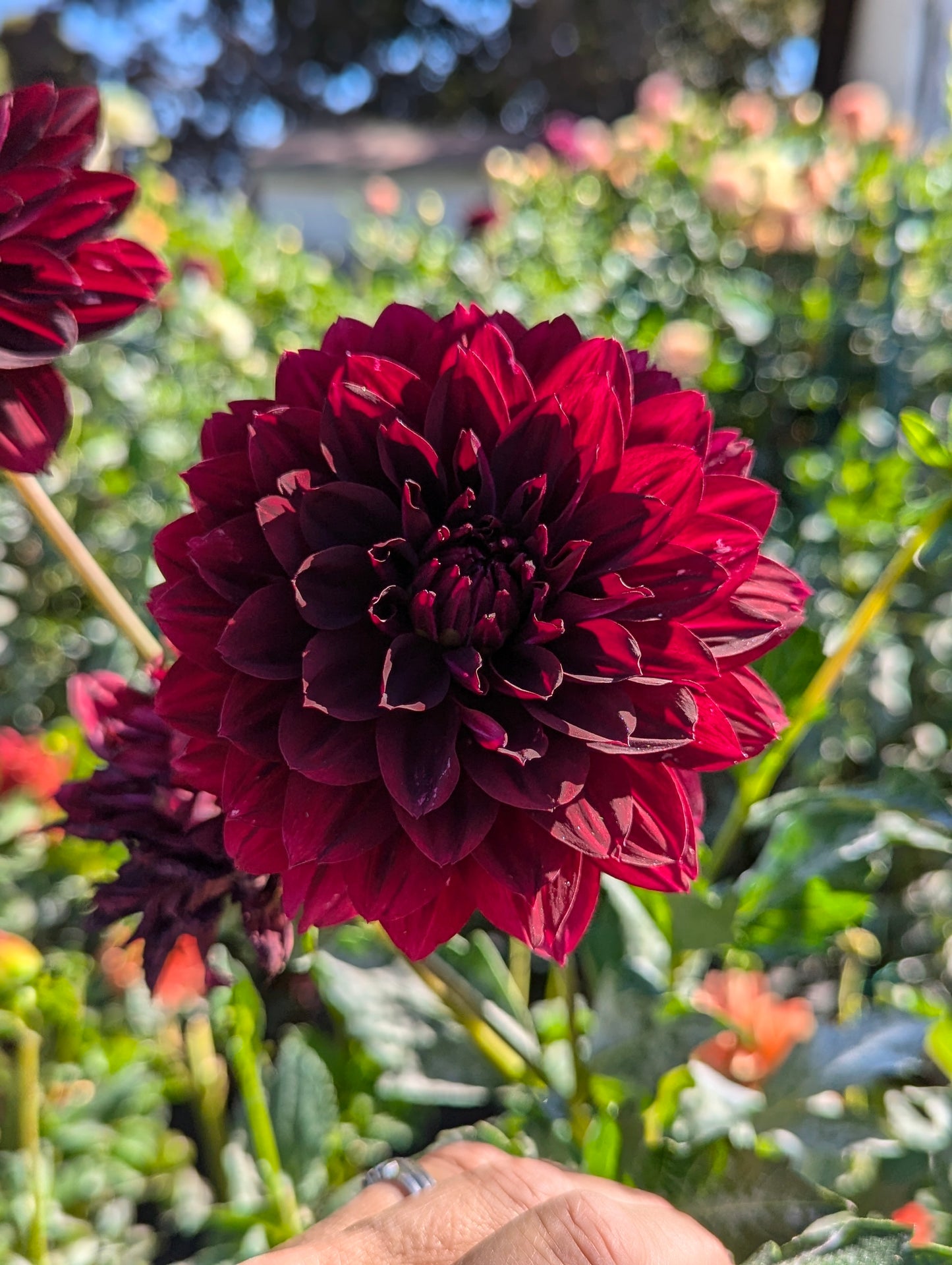 HollyHill Black Widow
