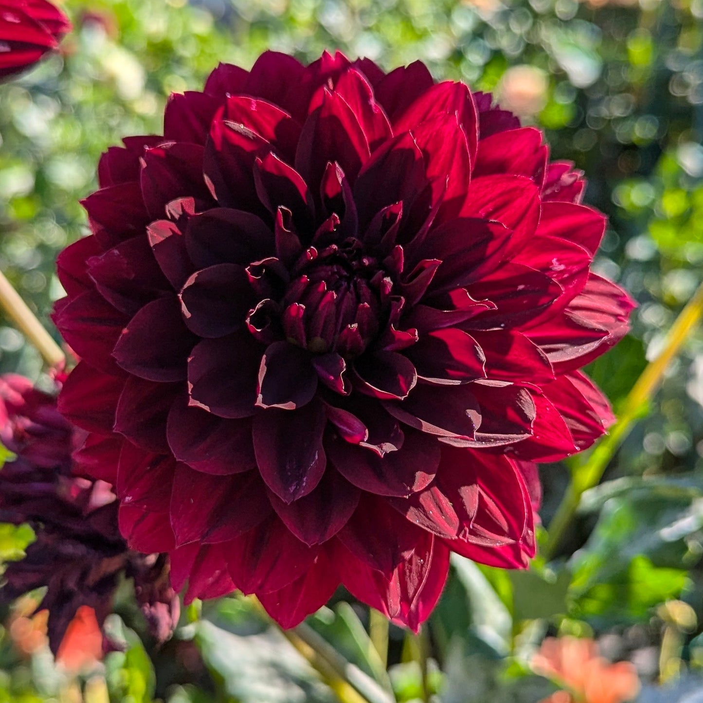 HollyHill Black Widow