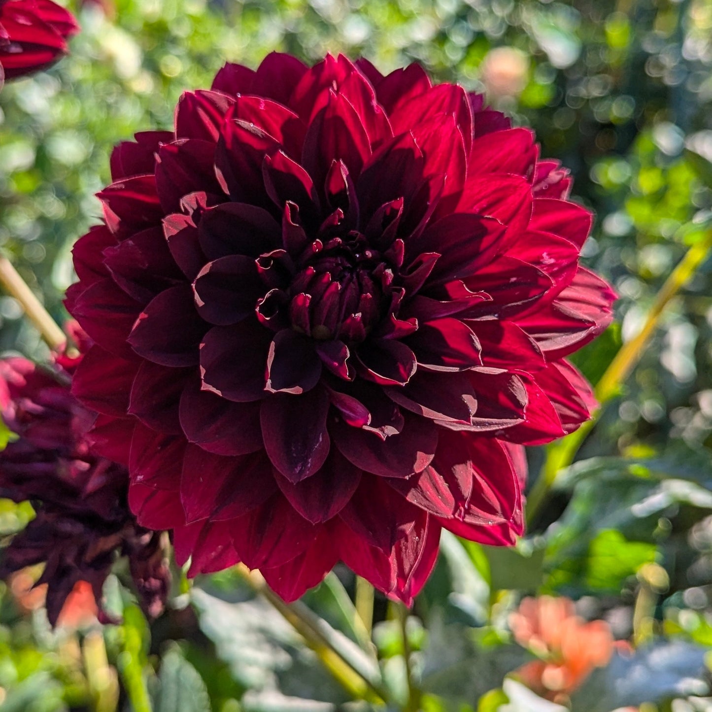 HollyHill Black Widow