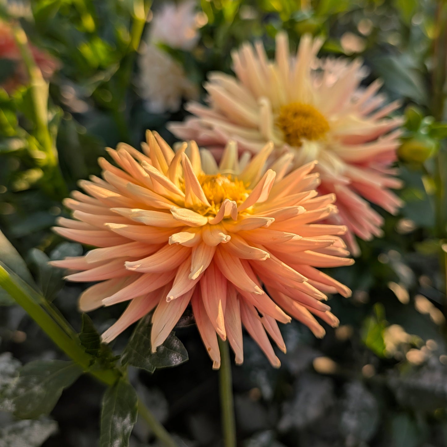 Bloomquist Jitterbug