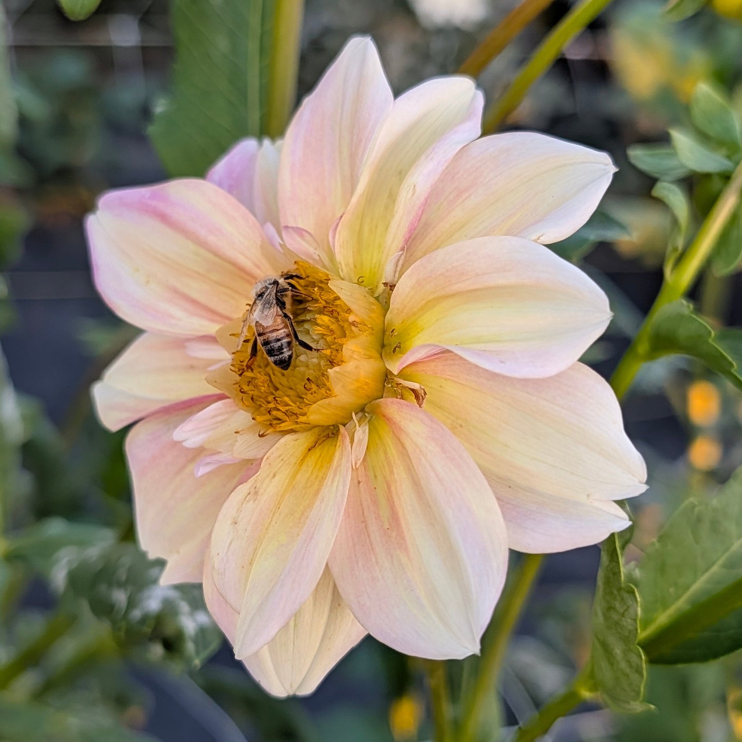 Apple Blossom