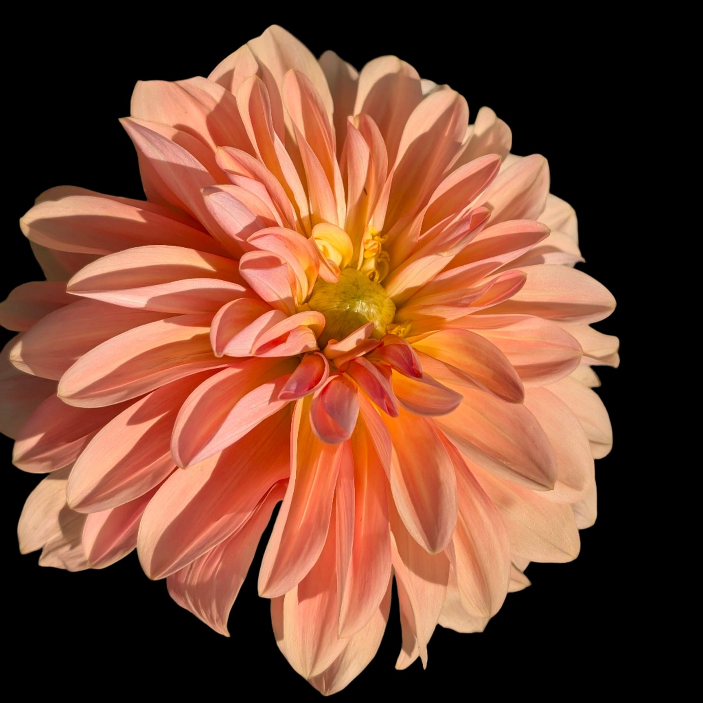 1. Waterlily Collection A - 5 tubers