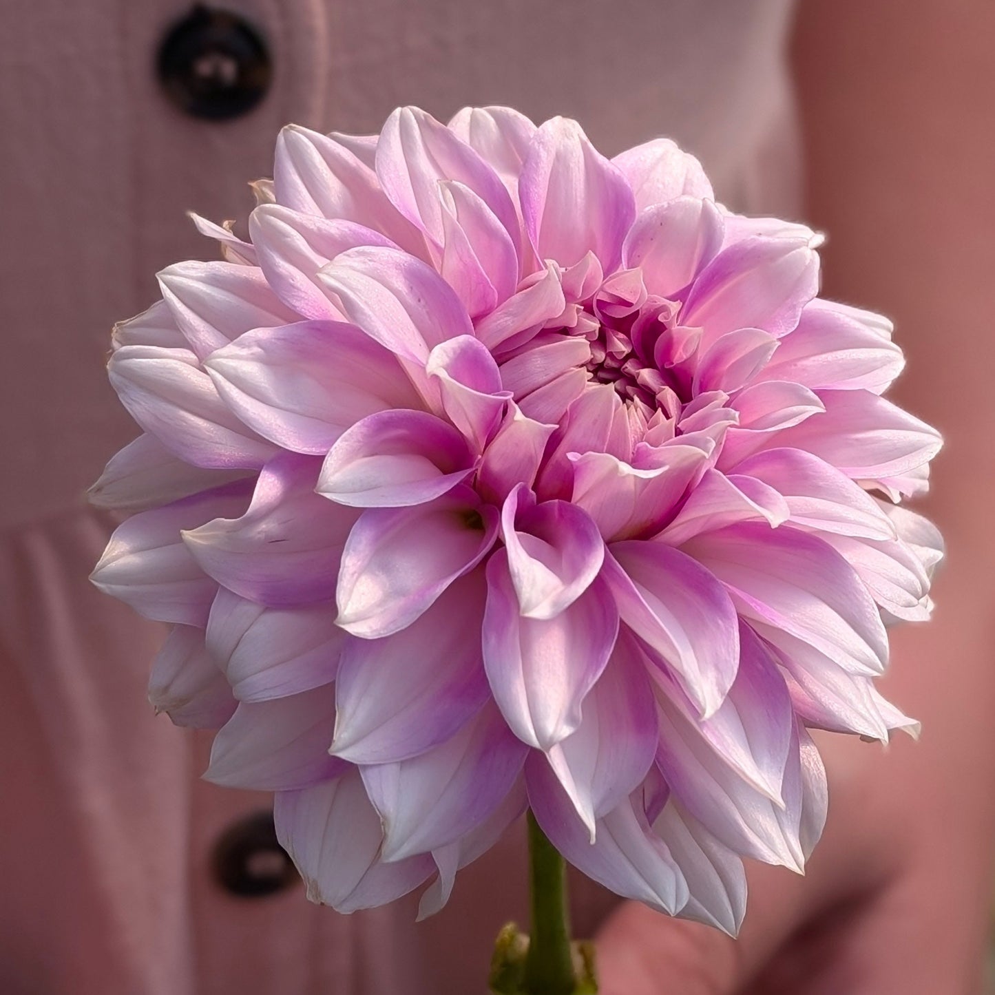 Lee's Lilly Pilly