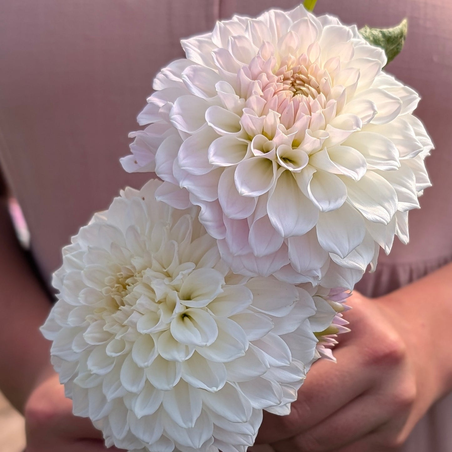 Lakeview Premier