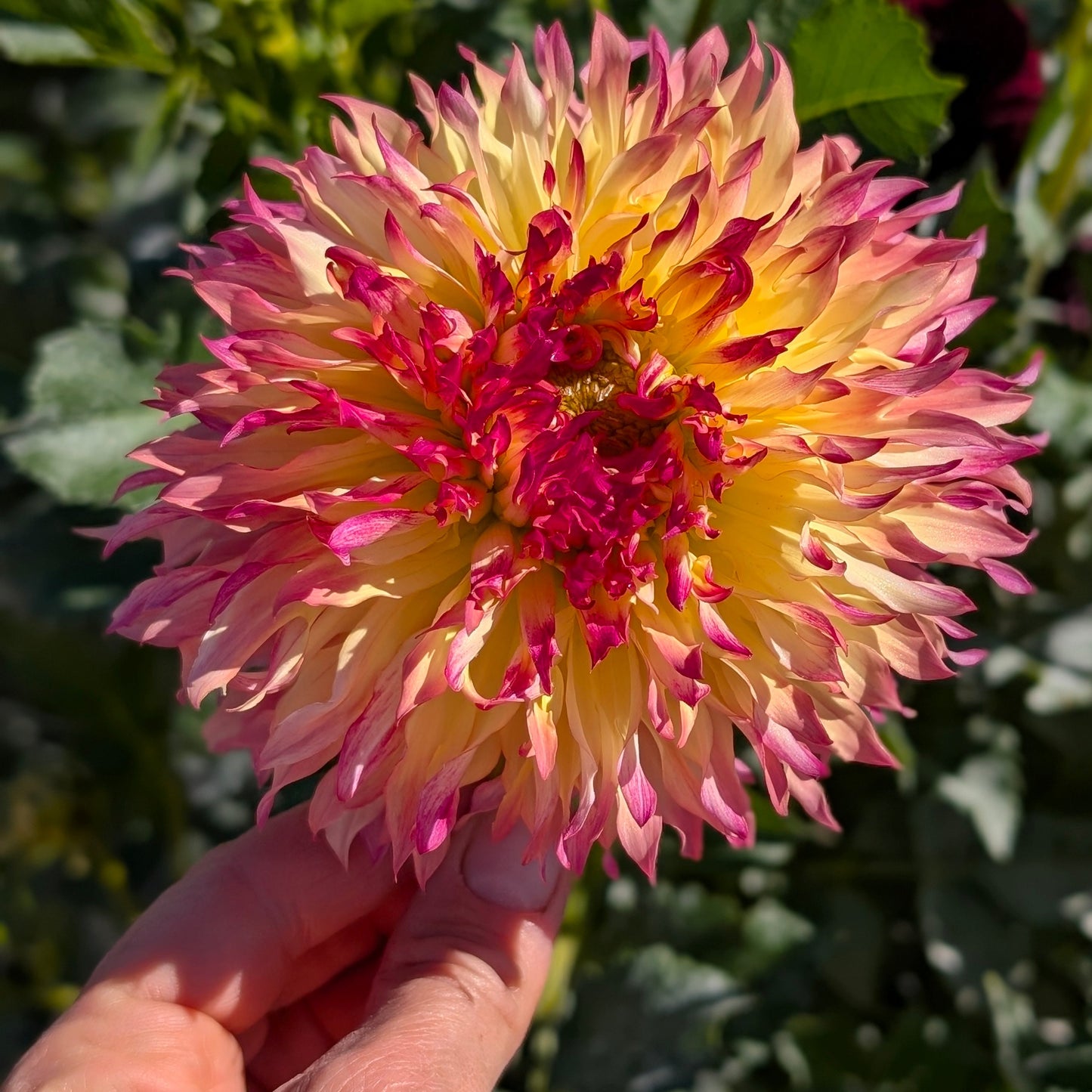 Pinelands Princess