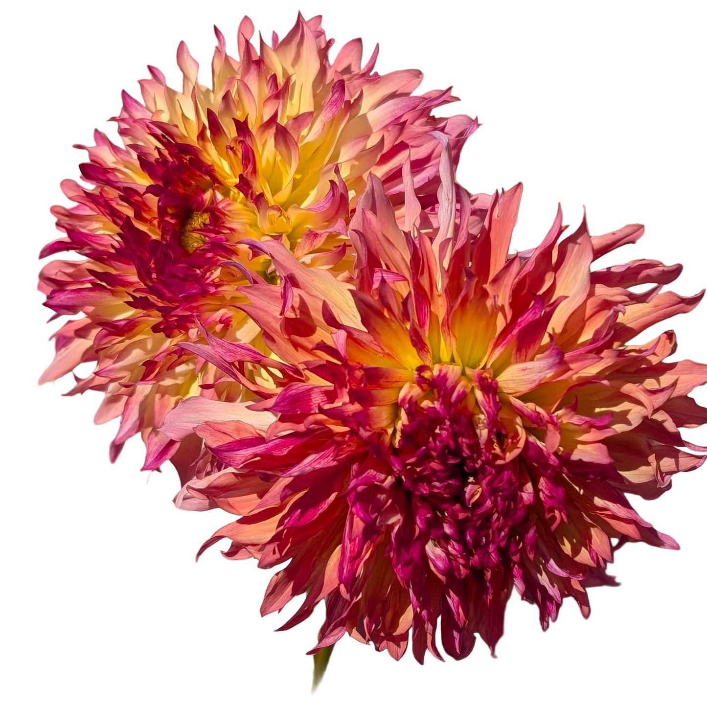 Pinelands Princess