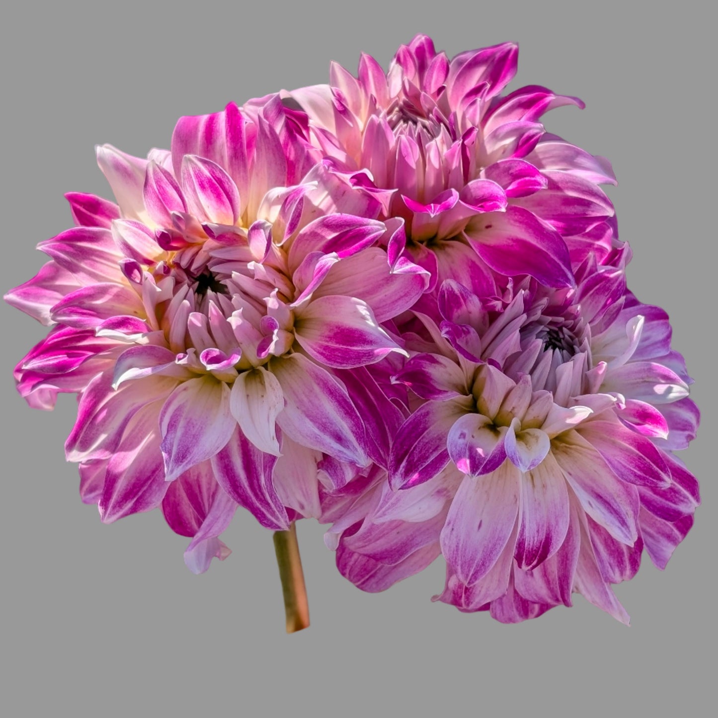 Pink Petticoat