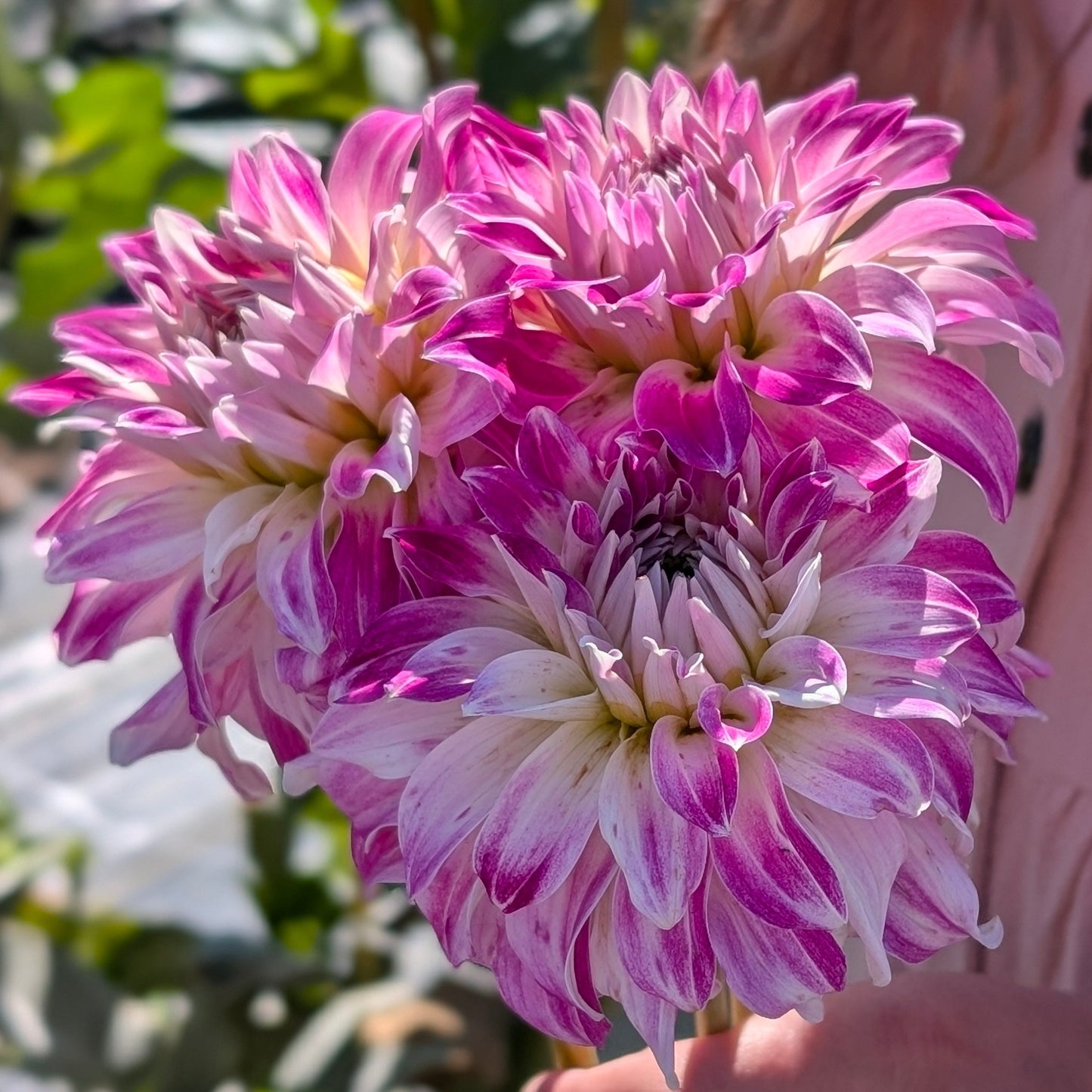 Pink Petticoat