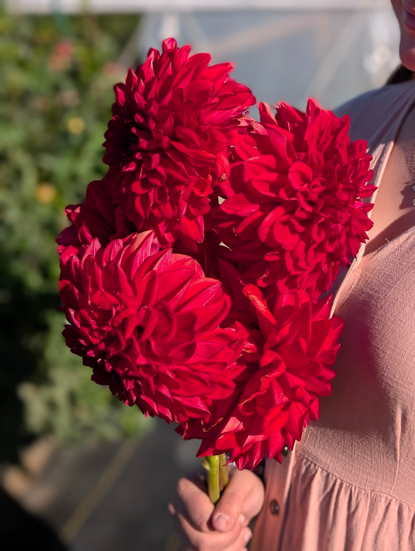 American Beauty