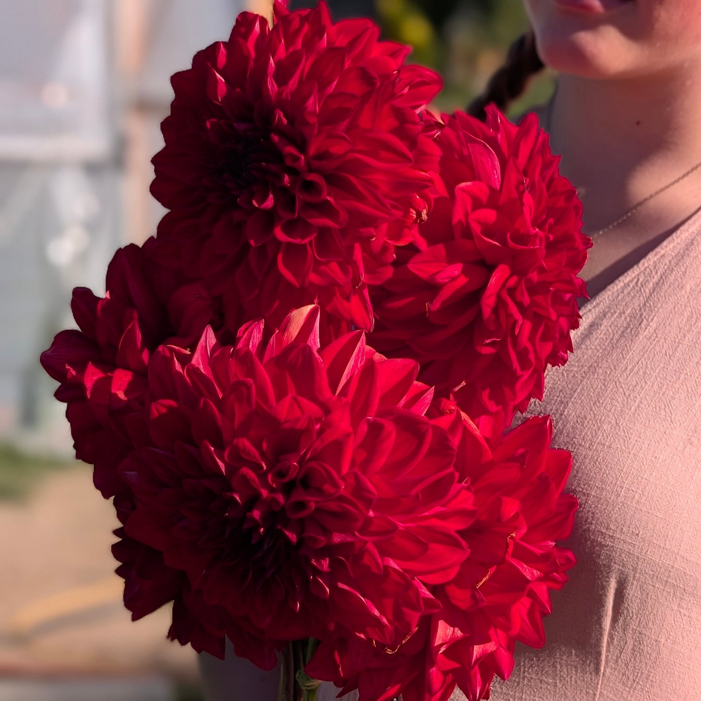 American Beauty