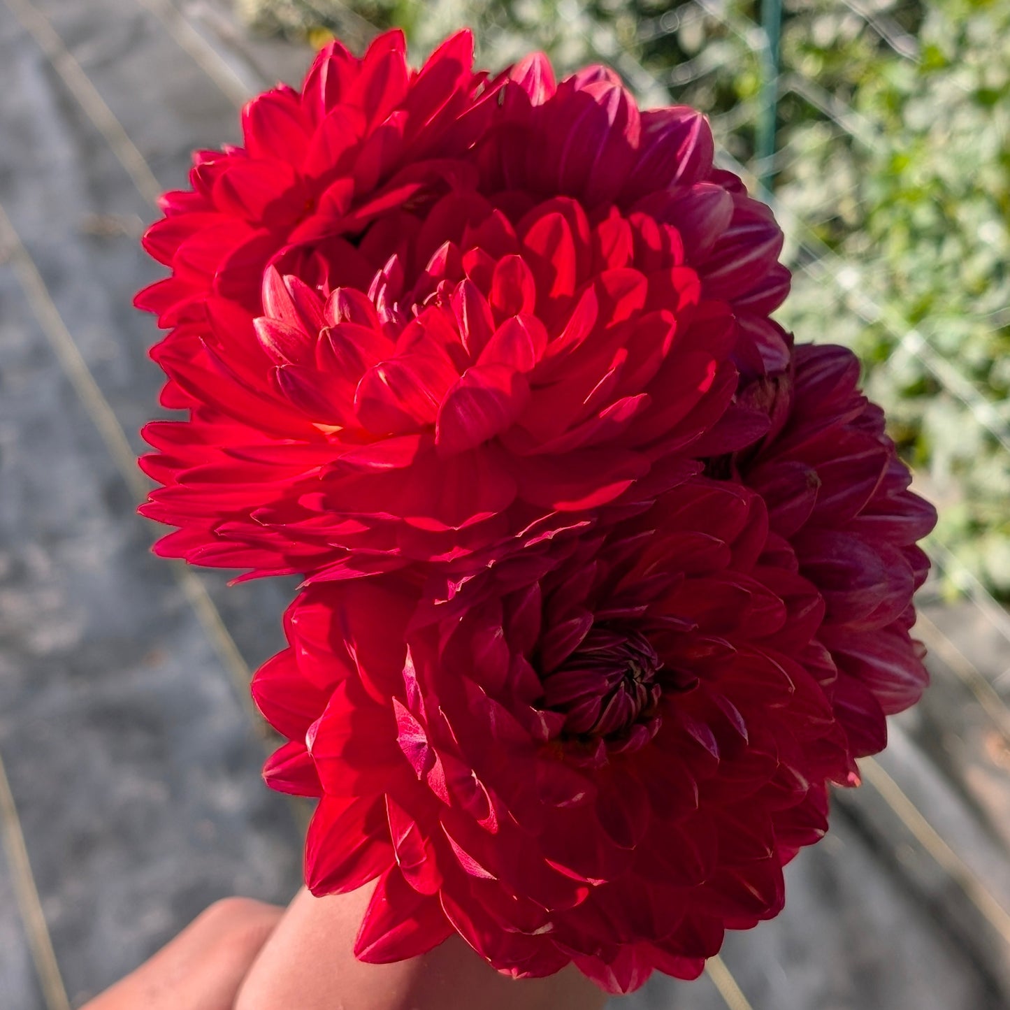 Red Velvet
