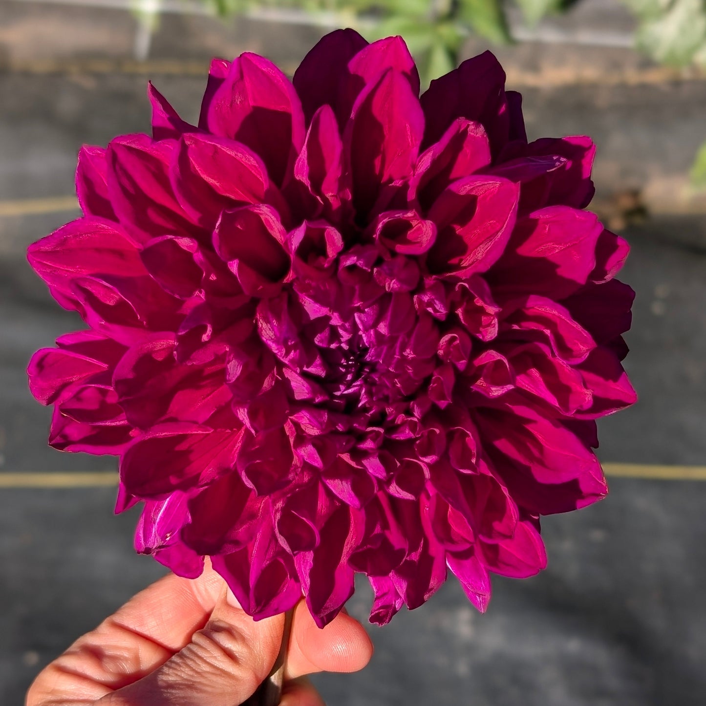 Bloomquist Plum