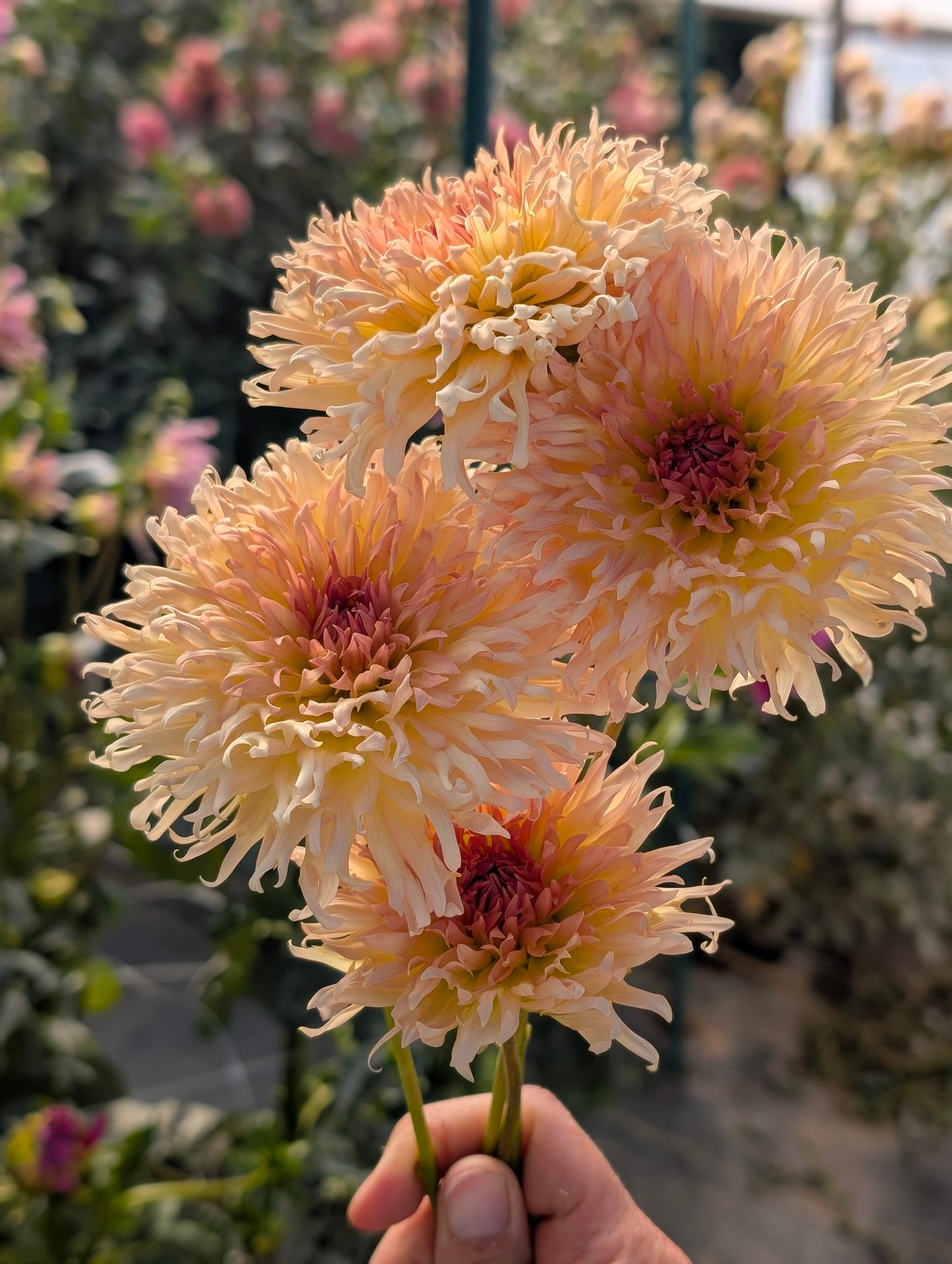 Lakeview Peach Fuzz