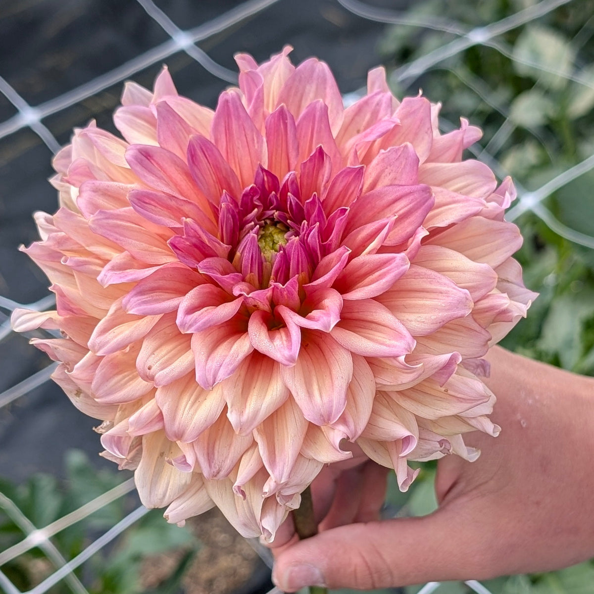 Peach Bud
