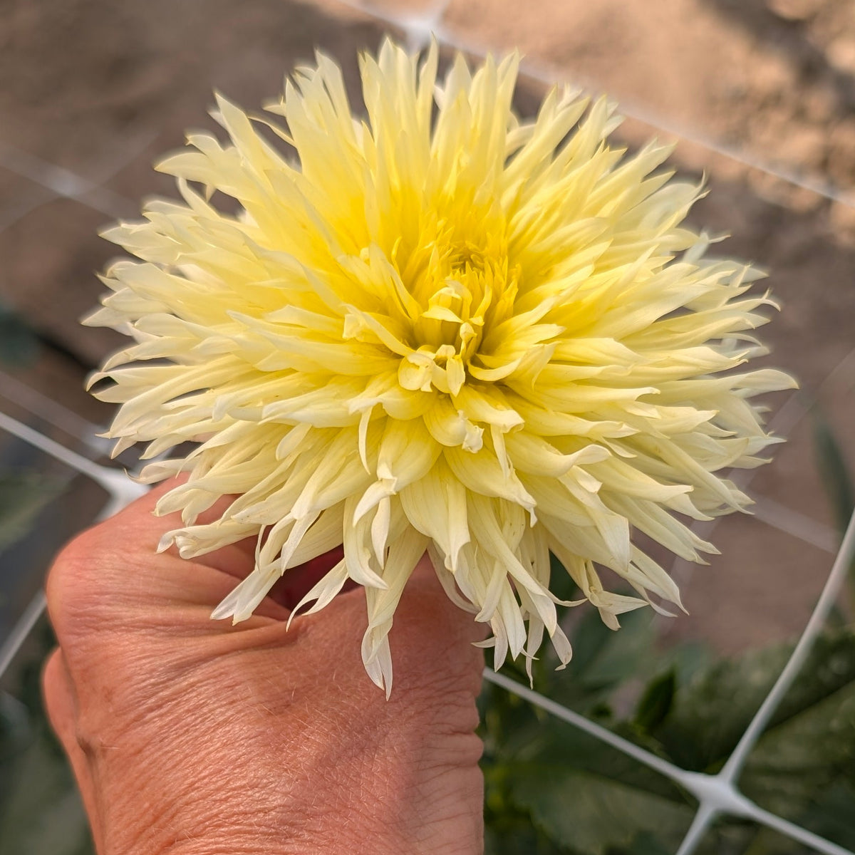 Bloomquist Lace