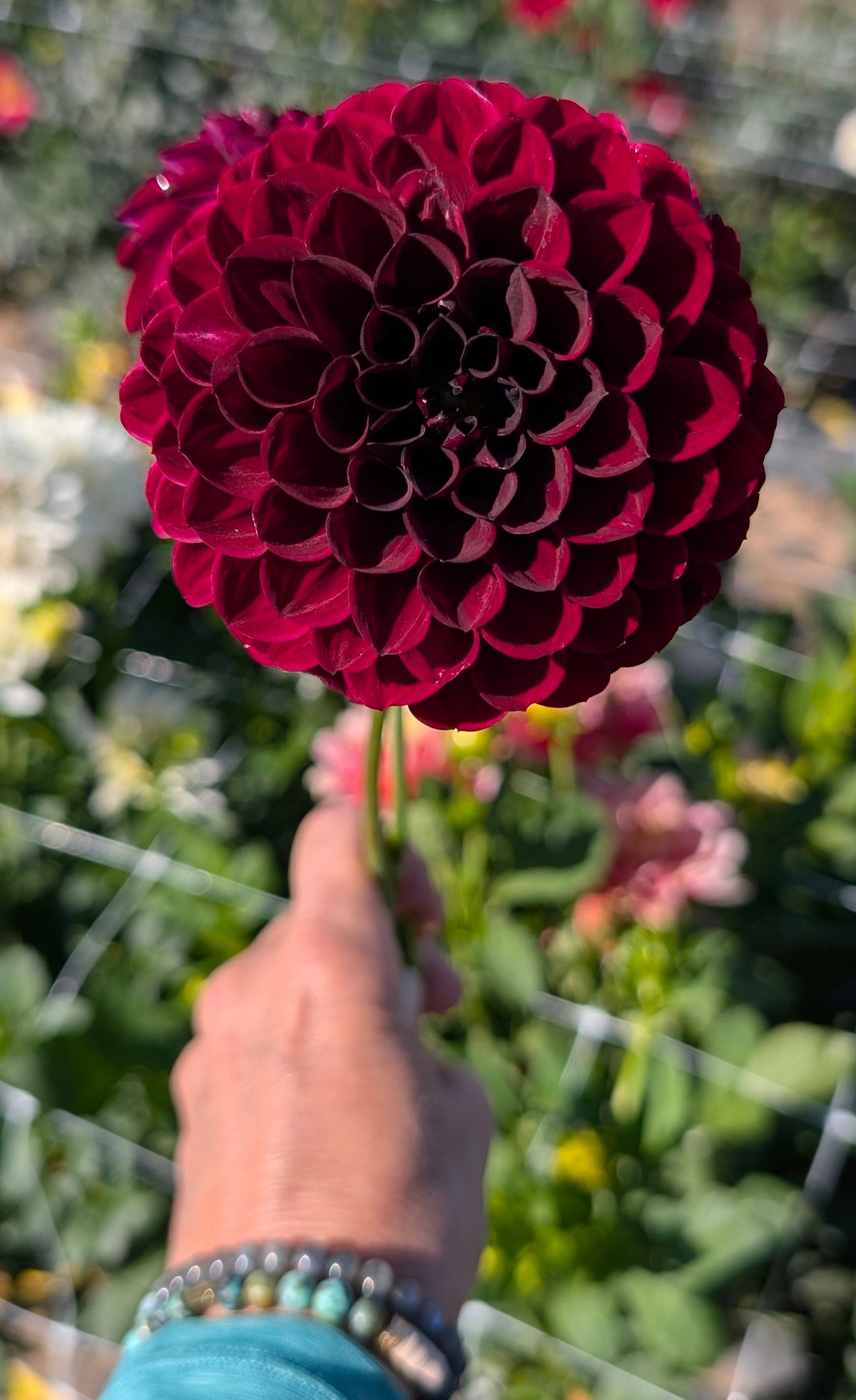 Ferncliff Black Cherry
