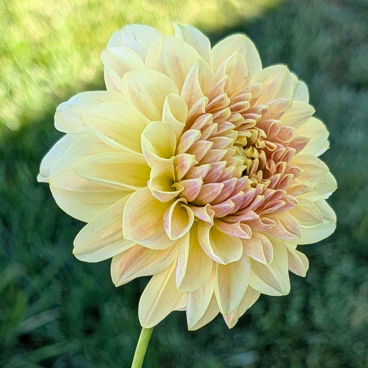 LTF Lemon Blush