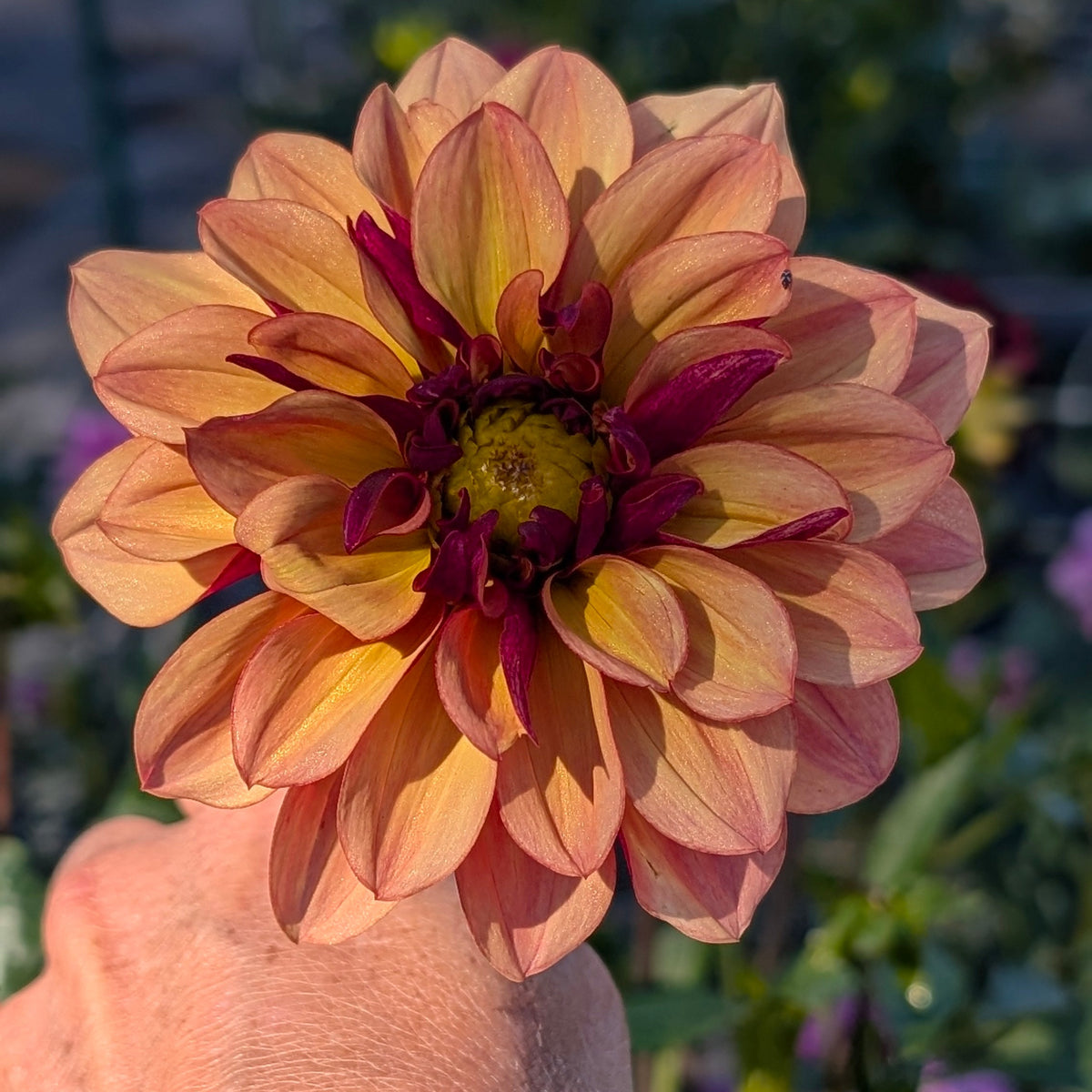 Creme de Cognac