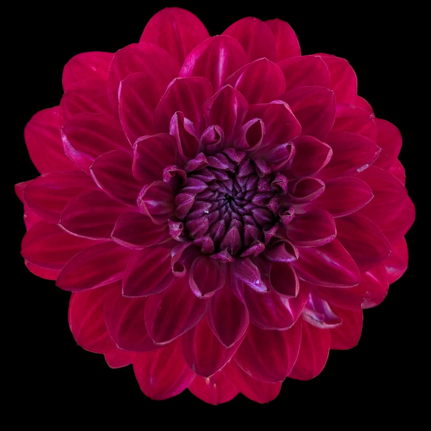 1. Waterlily Collection C - 3 tubers
