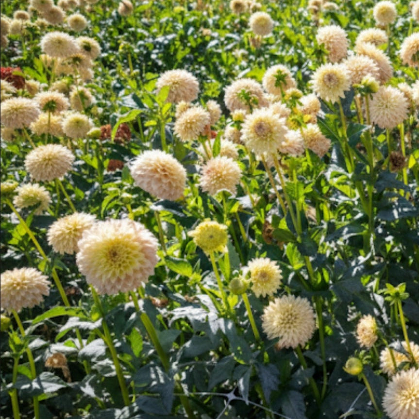 Valley Porcupine