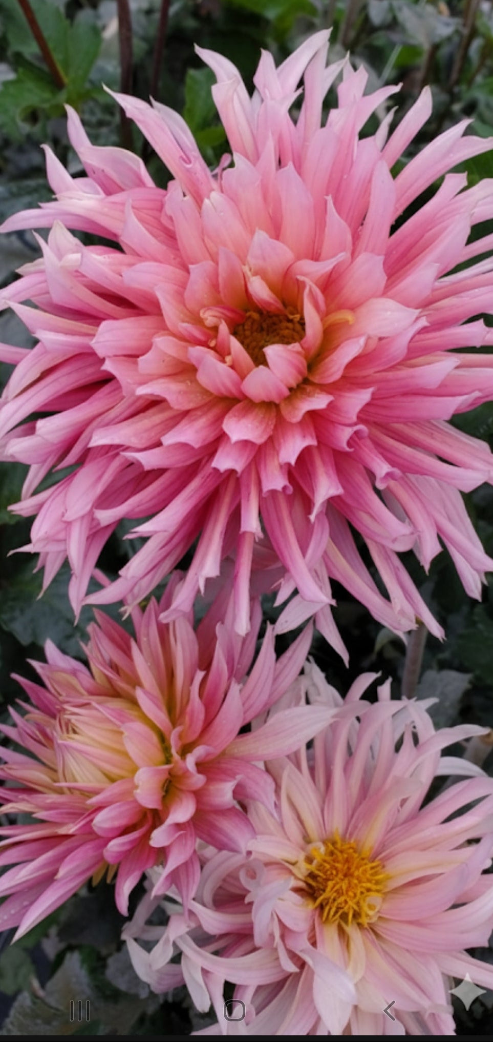 Hollyhill Cotton Candy