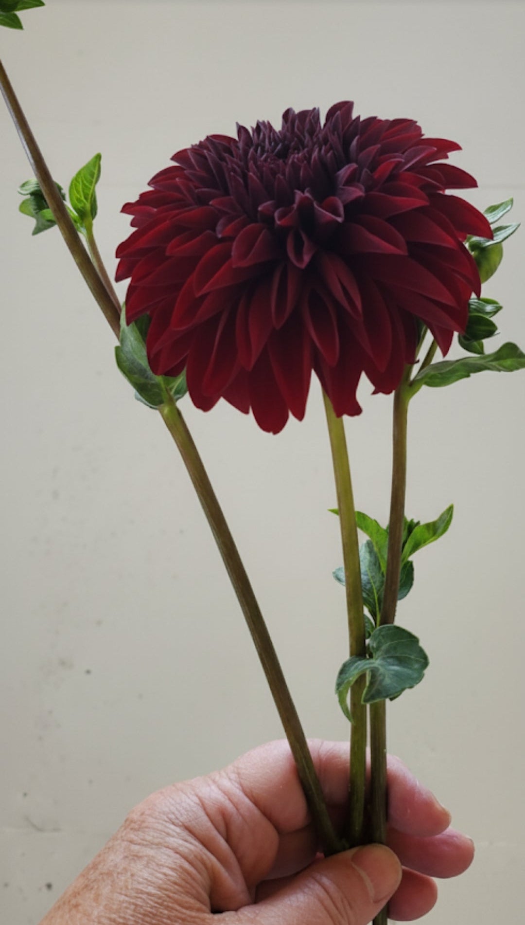 Rivers Black Cherry