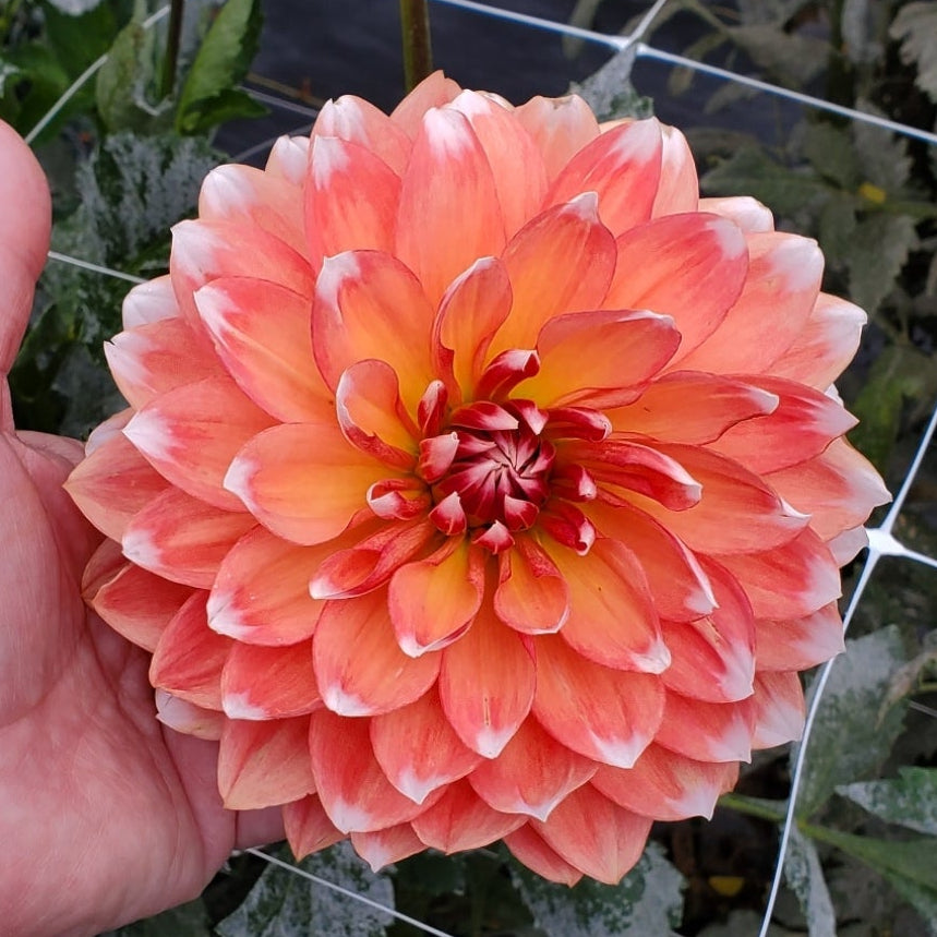 Sandia Candy Corn