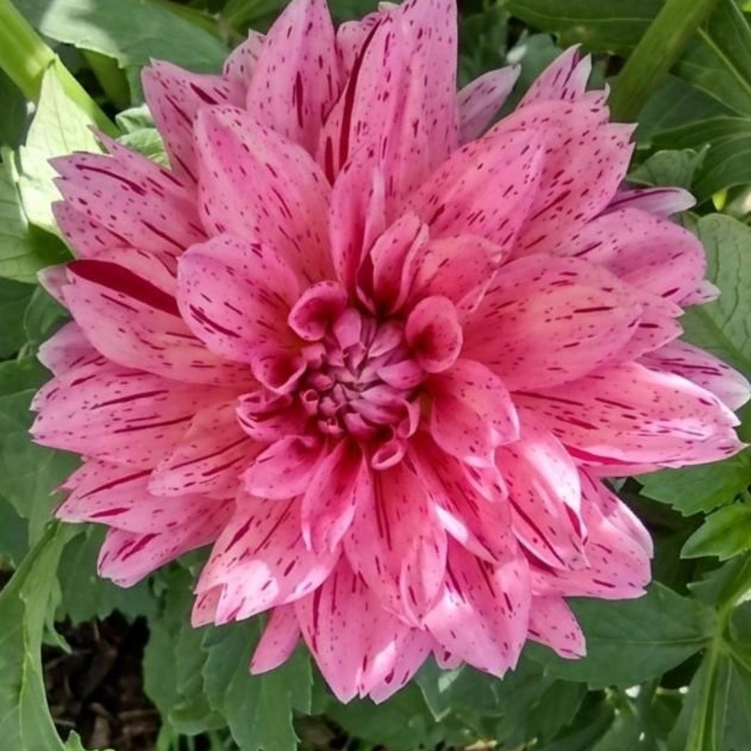 1. Waterlily Collection B - 5 tubers