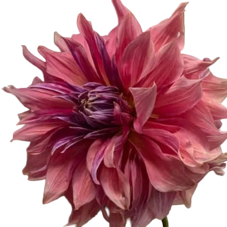 Penhill Dark Monarch bulk offering -2 tubers