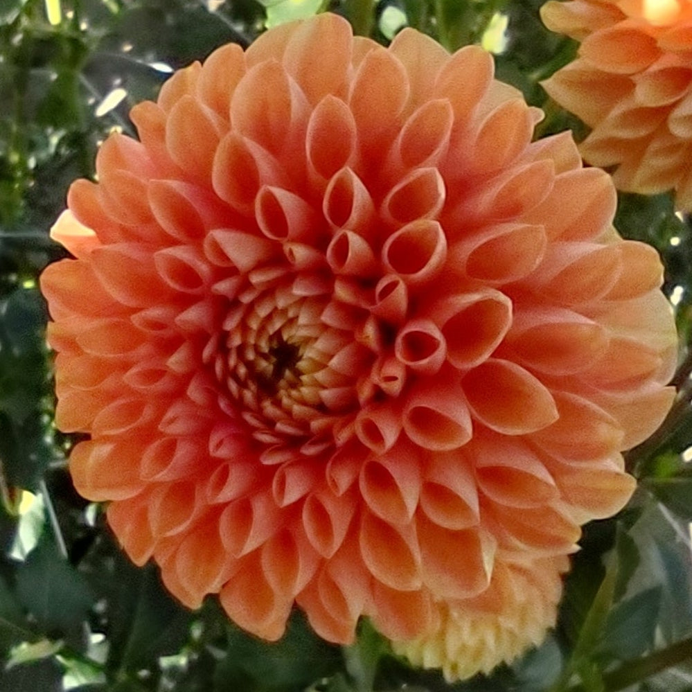 1. Flame instant garden - 7 tubers