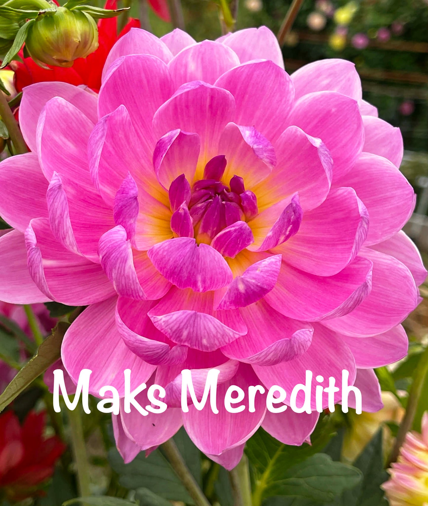 Maks Meredith