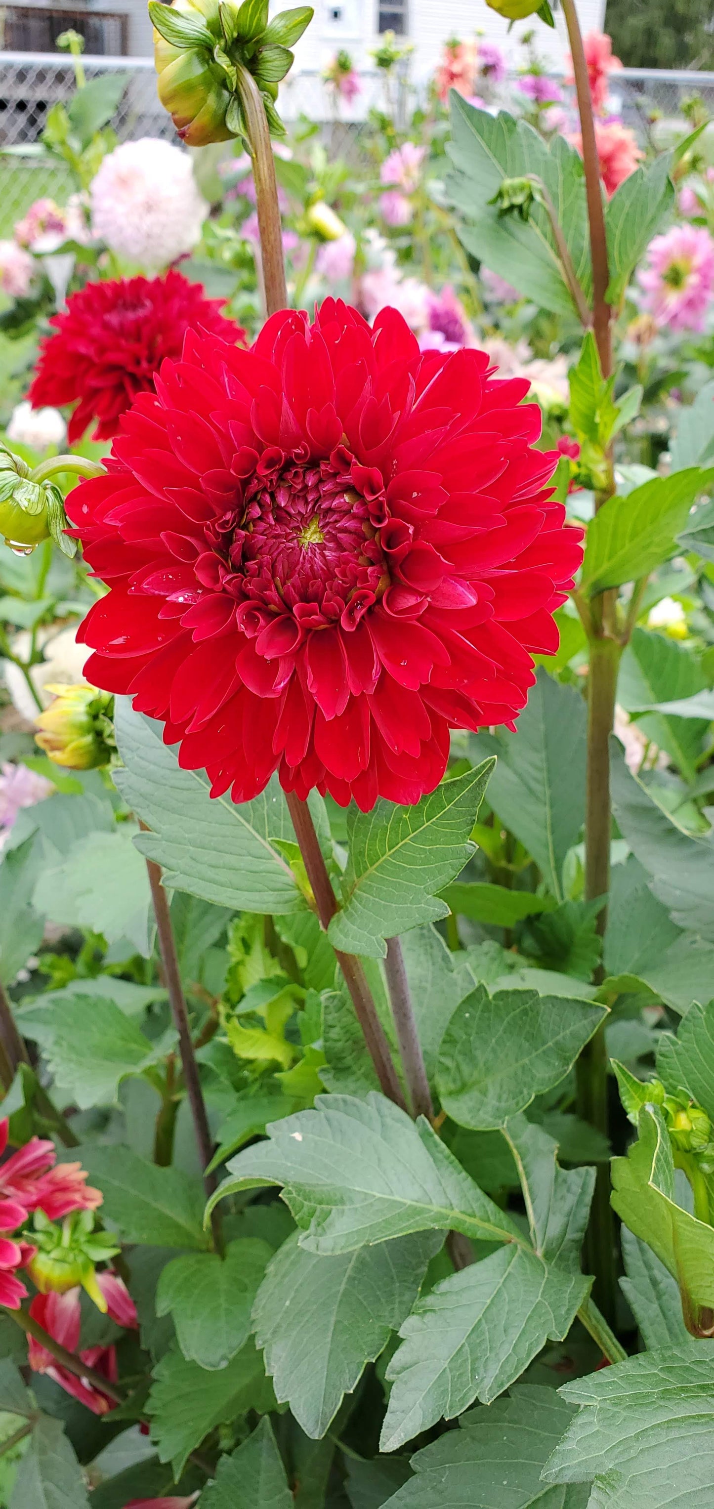 Red Hero