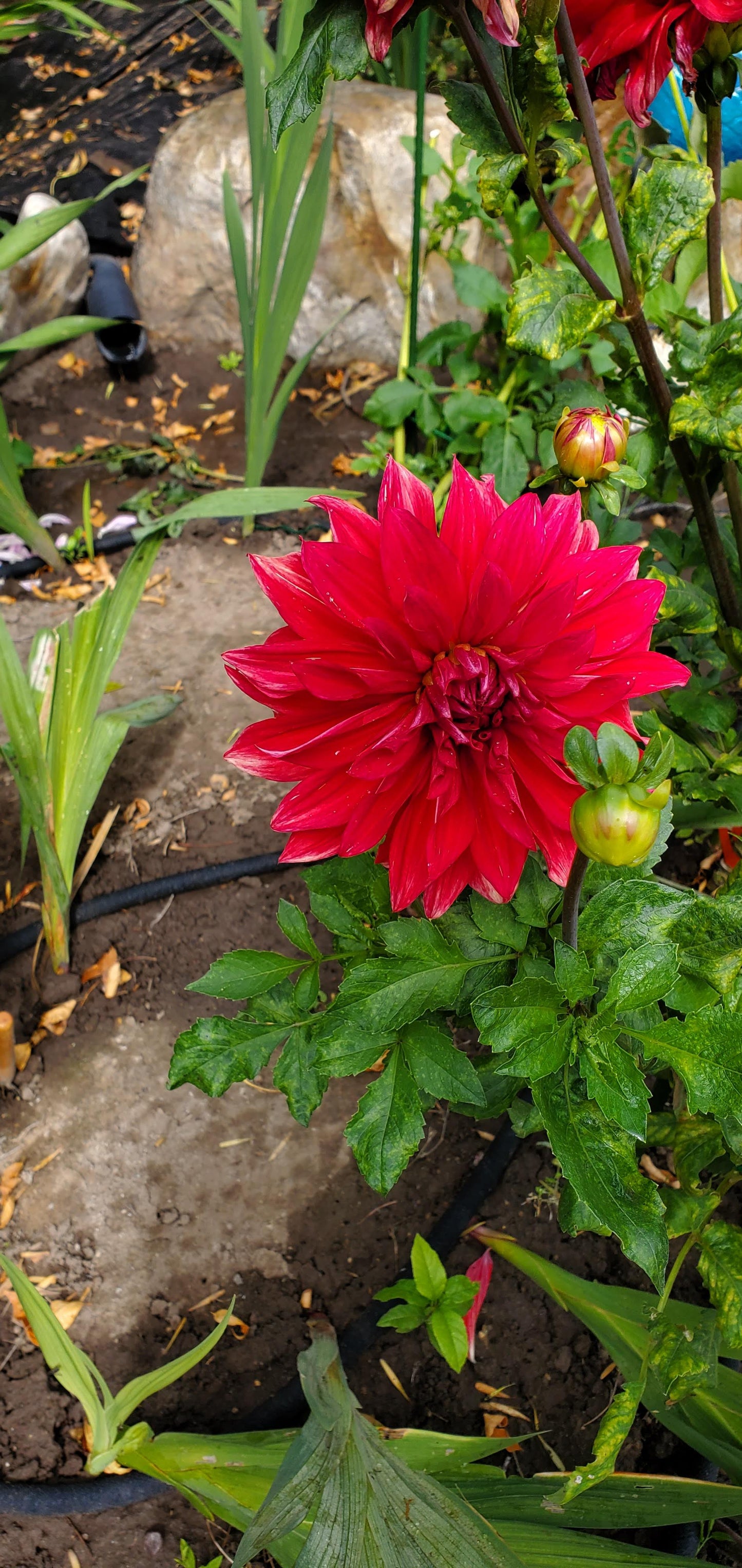 Red Hero