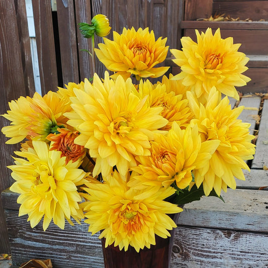 Noordwijks Glorie