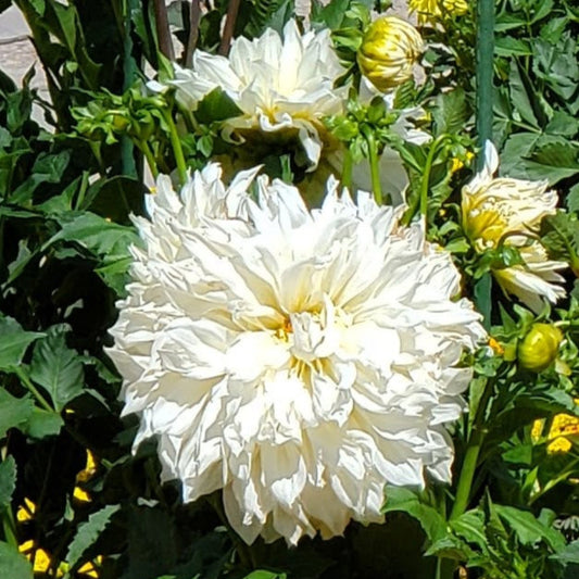 Fleurel