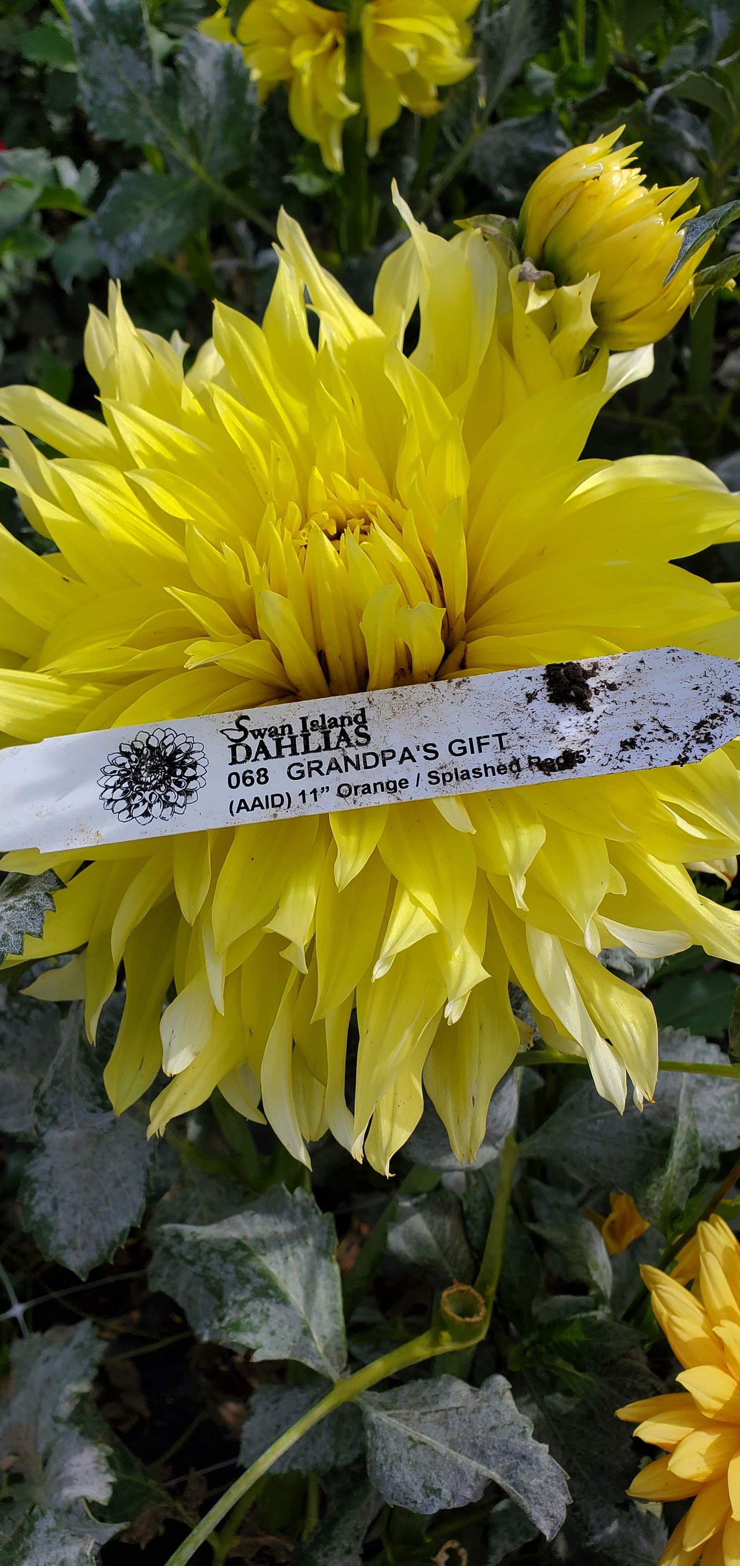 Grandpa's Gift - Yellow Sport