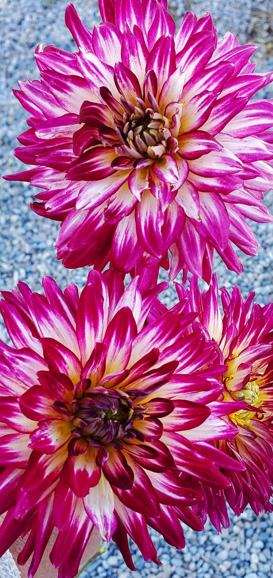 Hollyhill Starburst