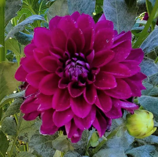 Bloomquist Plum
