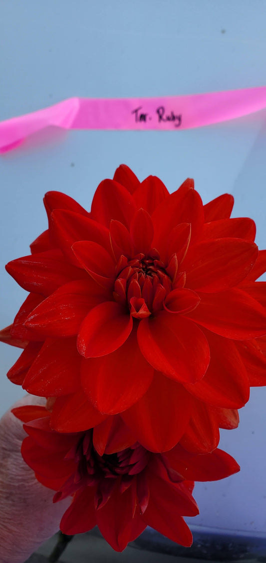 Taratahi Ruby