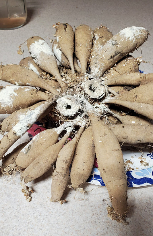 Coseytown Bounty full clump