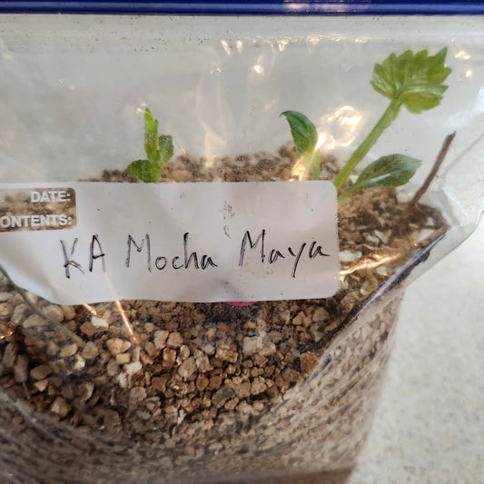 KA's Mocha Maya Pot Tuber